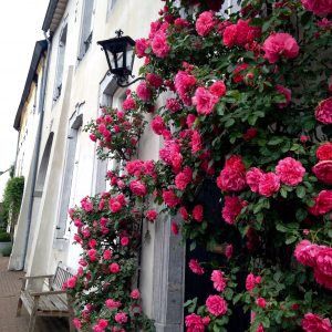 Entry with roses